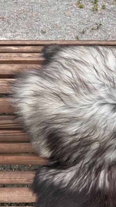 Isländisches Lammfell naturgrau schwarze Spitzen XL Unikat – Fell-shop.ch Zürich