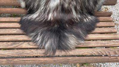Isländisches Lammfell naturgrau schwarze Spitzen XL Unikat – Fell-shop.ch Zürich