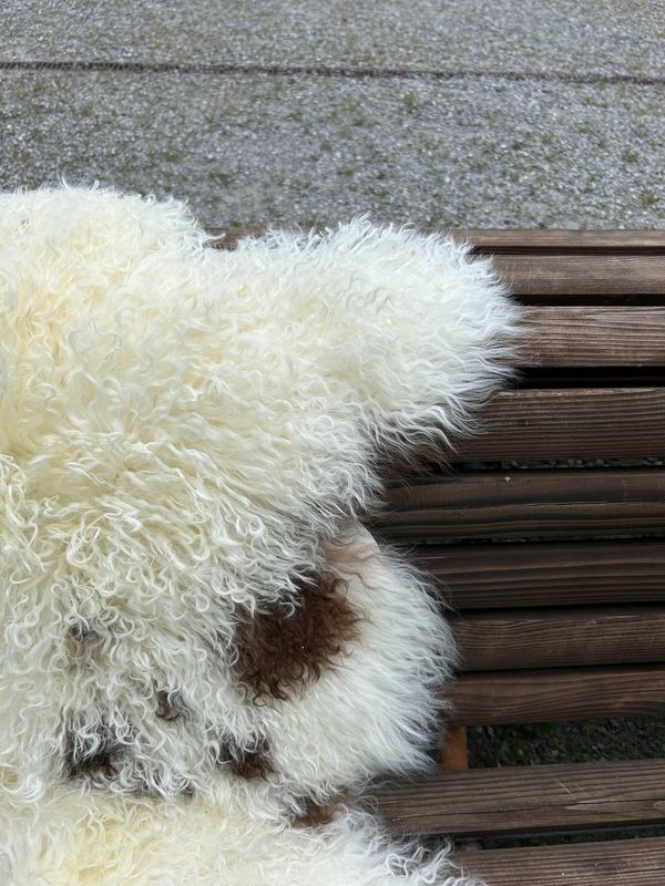 Tibetisches Lammfell Naturbunt mit sanften Zapfenlocken und dunkelbraunen Punkten