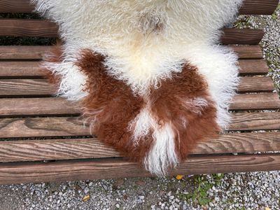 Tibetisches Lammfell Dreifärber, vanilleweiss mit schwarzbraunen und rotbraunen Zeichnungen, Grösse L – Fell-Shop.ch Zürich