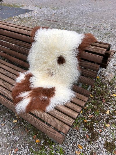 Tibetisches Lammfell Dreifärber, vanilleweiss mit schwarzbraunen und rotbraunen Zeichnungen, Grösse L – Fell-Shop.ch Zürich