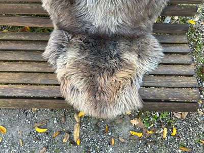 Englisches Lammfell naturbunt, braungrau gemasert mit vanillefarbenen Spitzen, XL 106 x 53 cm – Fell-Shop.ch Zürich