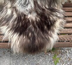 Isländisches Lammfell hellgrau schwarze Spitzen langes Haar XL Unikat – Fell-shop.ch Zürich