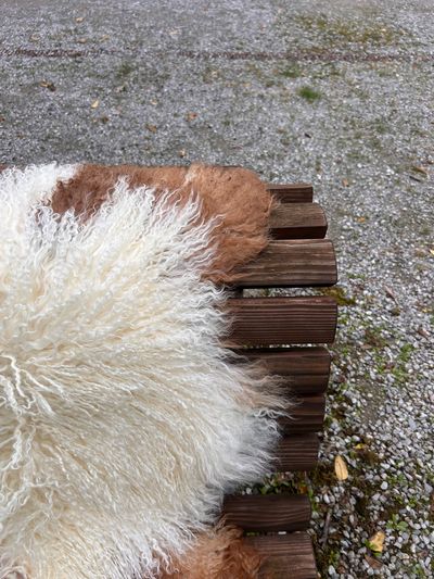 Tibetisches Lammfell naturbunt, vanilleweiss mit rotbraunen Zeichnungen, Grösse L – Fell-Shop.ch Zürich