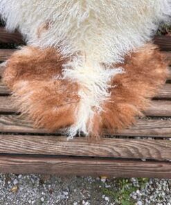 Tibetisches Lammfell naturbunt, vanilleweiss mit rotbraunen Zeichnungen, Grösse L – Fell-Shop.ch Zürich
