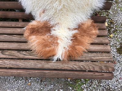 Tibetisches Lammfell naturbunt, vanilleweiss mit rotbraunen Zeichnungen, Grösse L – Fell-Shop.ch Zürich