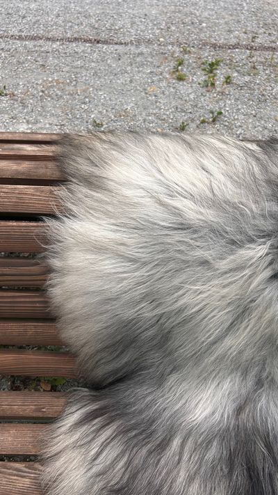 Isländisches Lammfell hellgrau anthrazit Vanille-Unterfell seidiges Haar L Unikat – Fell-shop.ch Zürich