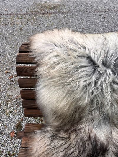 Isländisches Lammfell Dreifärber, vanilleweiss mit hellbraunen und schwarzen Spitzen, Grösse L – Fell-Shop.ch Zürich
