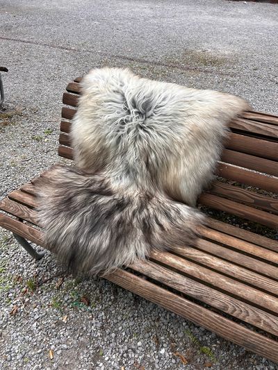 Isländisches Lammfell Dreifärber, vanilleweiss mit hellbraunen und schwarzen Spitzen, Grösse L – Fell-Shop.ch Zürich