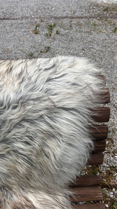 Isländisches Lammfell Dreifärber grau weiss braune Spitzen XL Unikat – Fell-shop.ch Zürich
