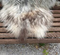 Isländisches Lammfell Dreifärber grau weiss braune Spitzen XL Unikat – Fell-shop.ch Zürich