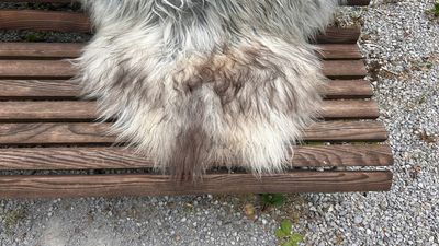 Isländisches Lammfell Dreifärber grau weiss braune Spitzen XL Unikat – Fell-shop.ch Zürich