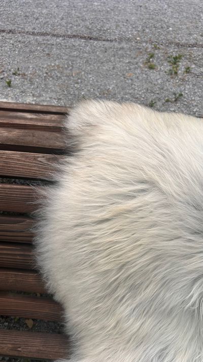 Isländisches Lammfell vanilleweiss grauer Aalstrich braune Spitzen XL Unikat – Fell-shop.ch Zürich
