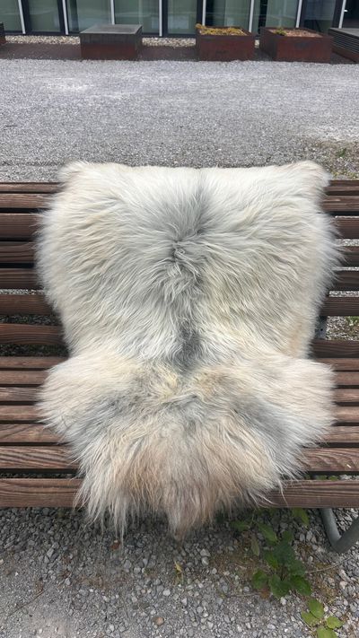 Isländisches Lammfell vanilleweiss grauer Aalstrich braune Spitzen XL Unikat – Fell-shop.ch Zürich