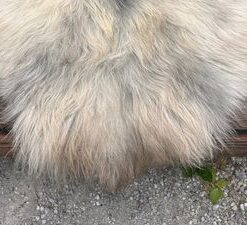 Isländisches Lammfell vanilleweiss grauer Aalstrich braune Spitzen XL Unikat – Fell-shop.ch Zürich