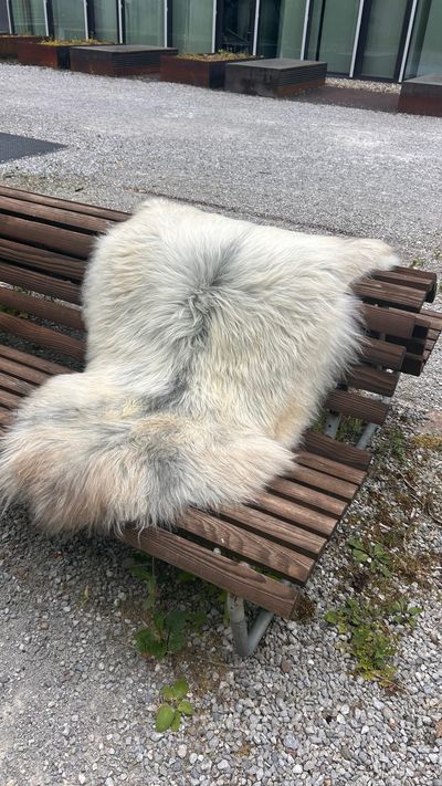 Isländisches Lammfell vanilleweiss grauer Aalstrich braune Spitzen XL Unikat – Fell-shop.ch Zürich