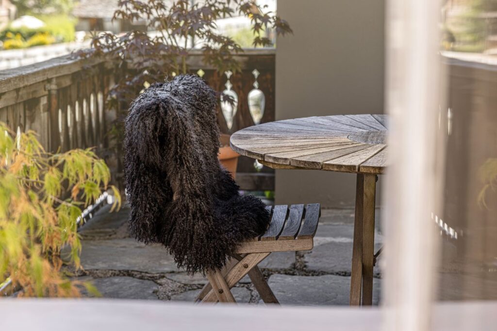 Schwarzes Gotlandfell mit Locken auf Gartenstuhl – Fell-shop.ch