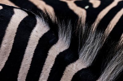 Fell-shop_Zebra-Burchell