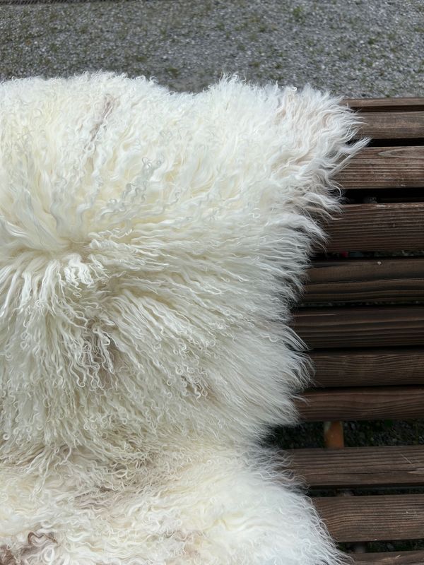 Tibetisches Lammfell Naturbunt mit sanften hellbraunen Zeichnungen am Nacken